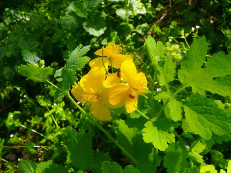 Чистотел Chelidonium majus