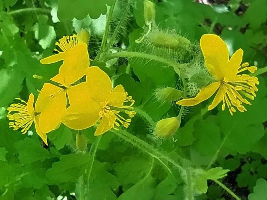 Растение celandine