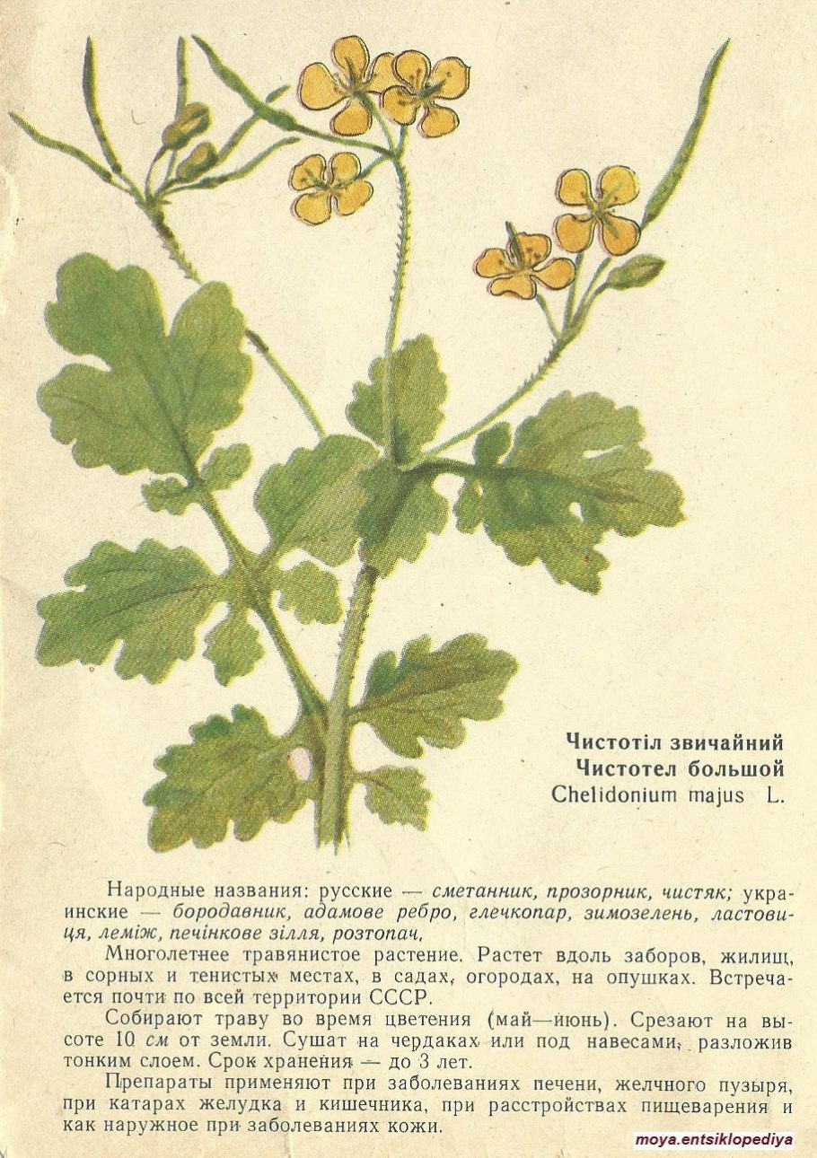 Чистотел Майский