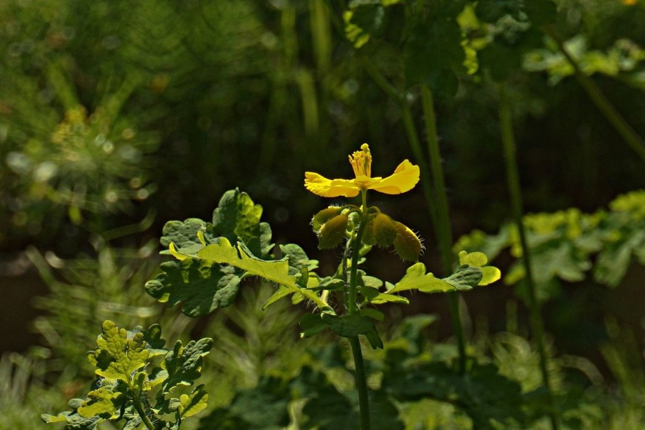 Chelidonium majus листья