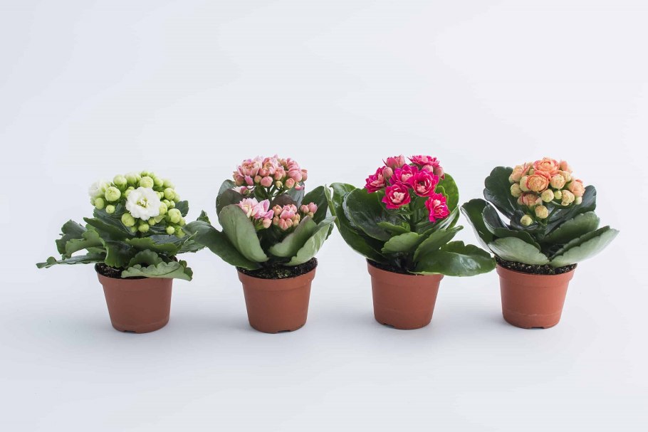 Суккуленты на полке