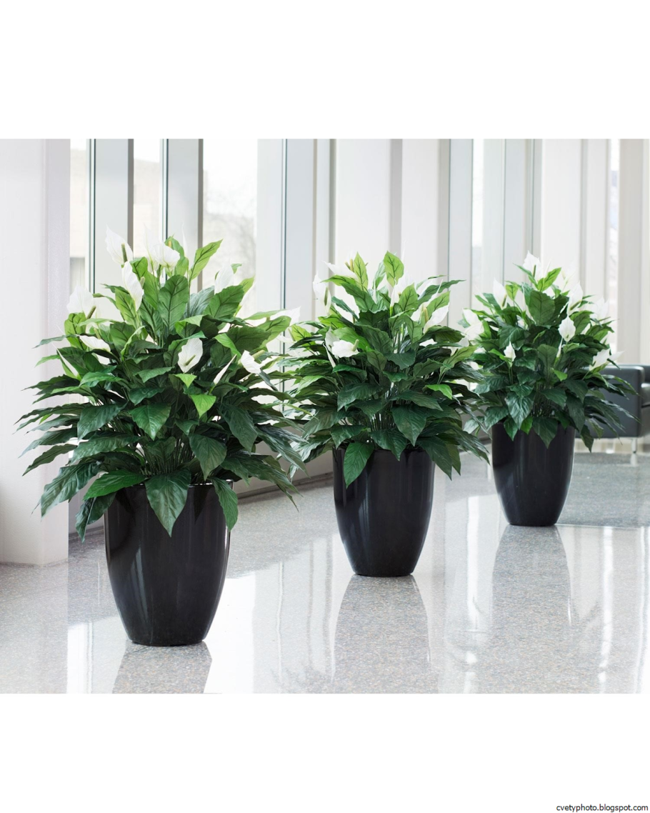 Zamioculcas House Plant