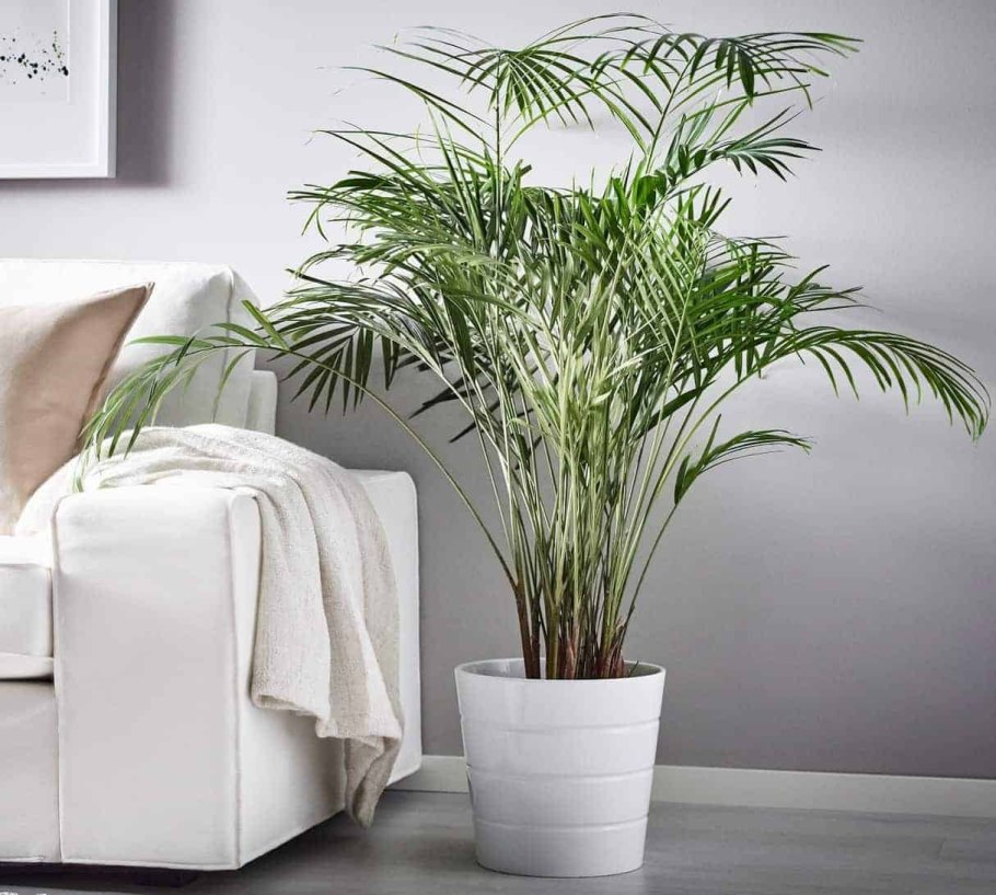 Цикламен персидский