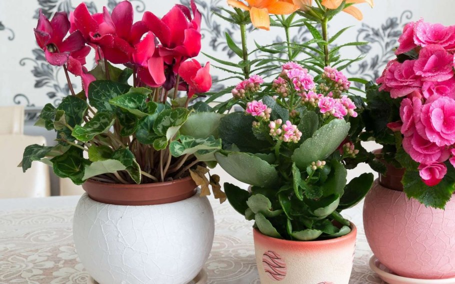 Зантедеския эфиопская комнатная