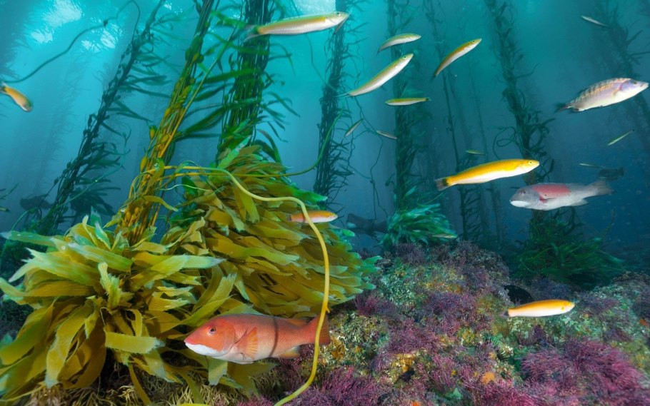 Подводный мир черного моря