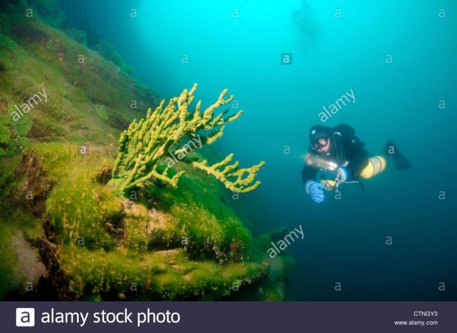 Водоросли макрофиты