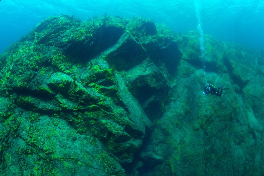 Подводный "лес"(Kelp Forest)
