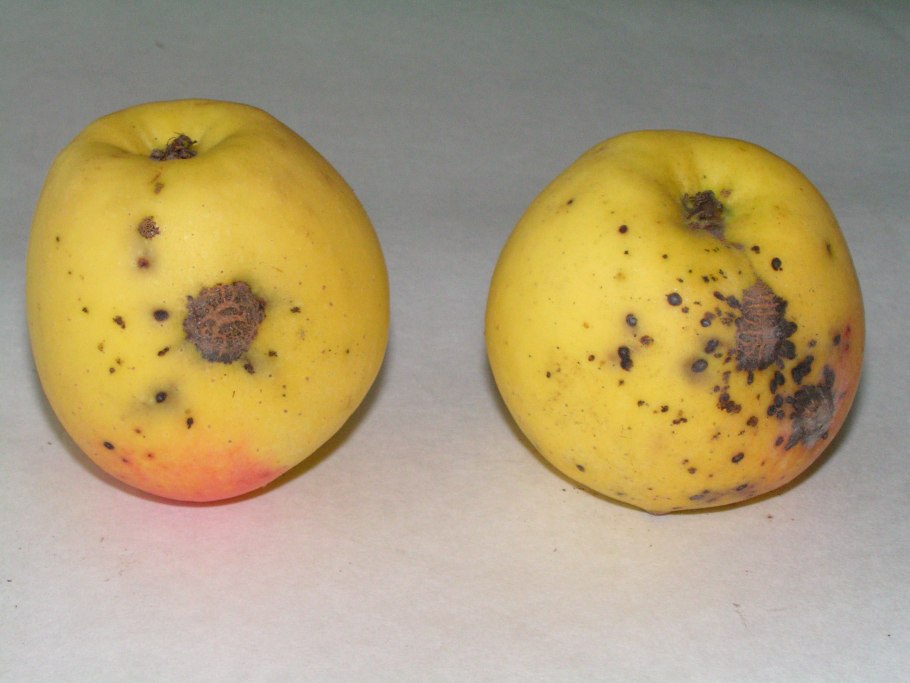 Джонатановая пятнистость