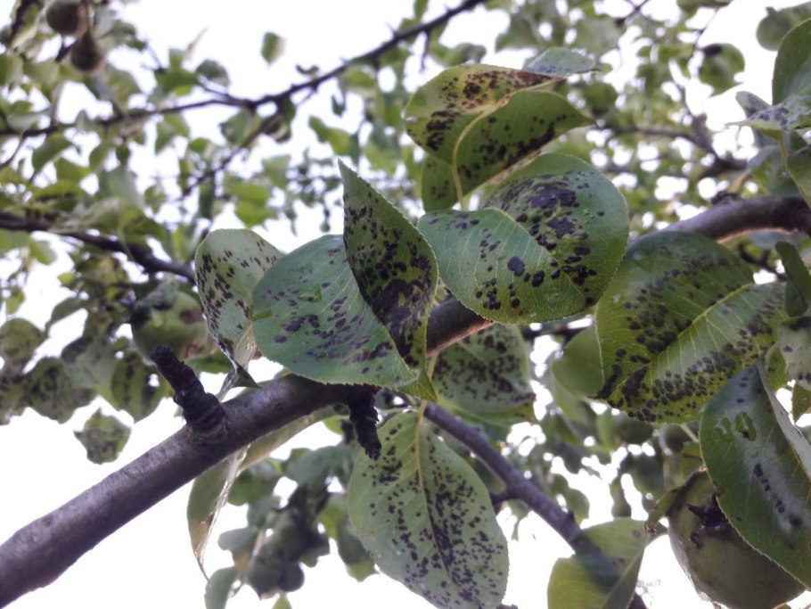 Филлостиктоз яблони