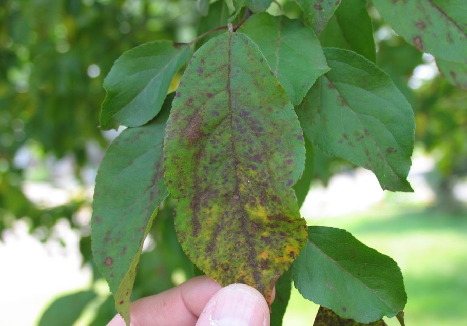 Монилиоз парша абрикоса