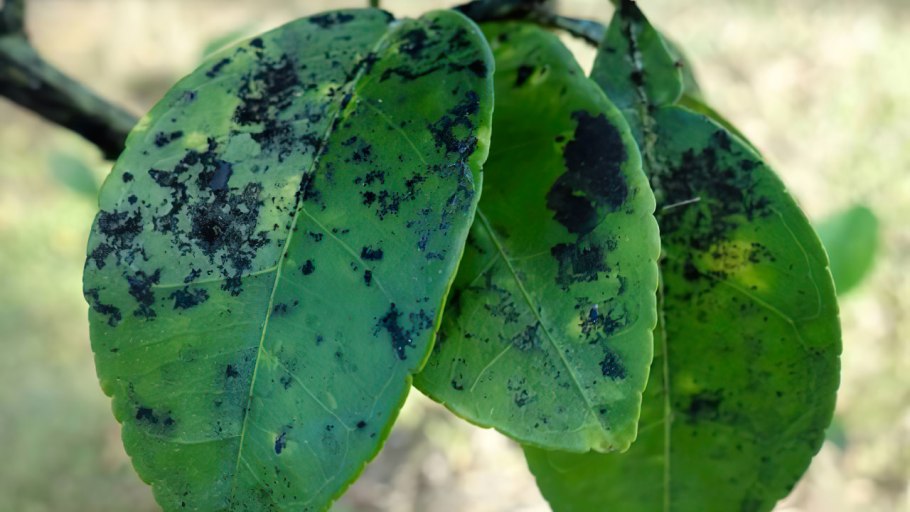 Ржавчина яблони Gymnosporangium tremelloides Hartig