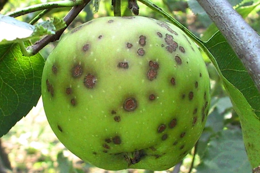 Парша на плодах яблони