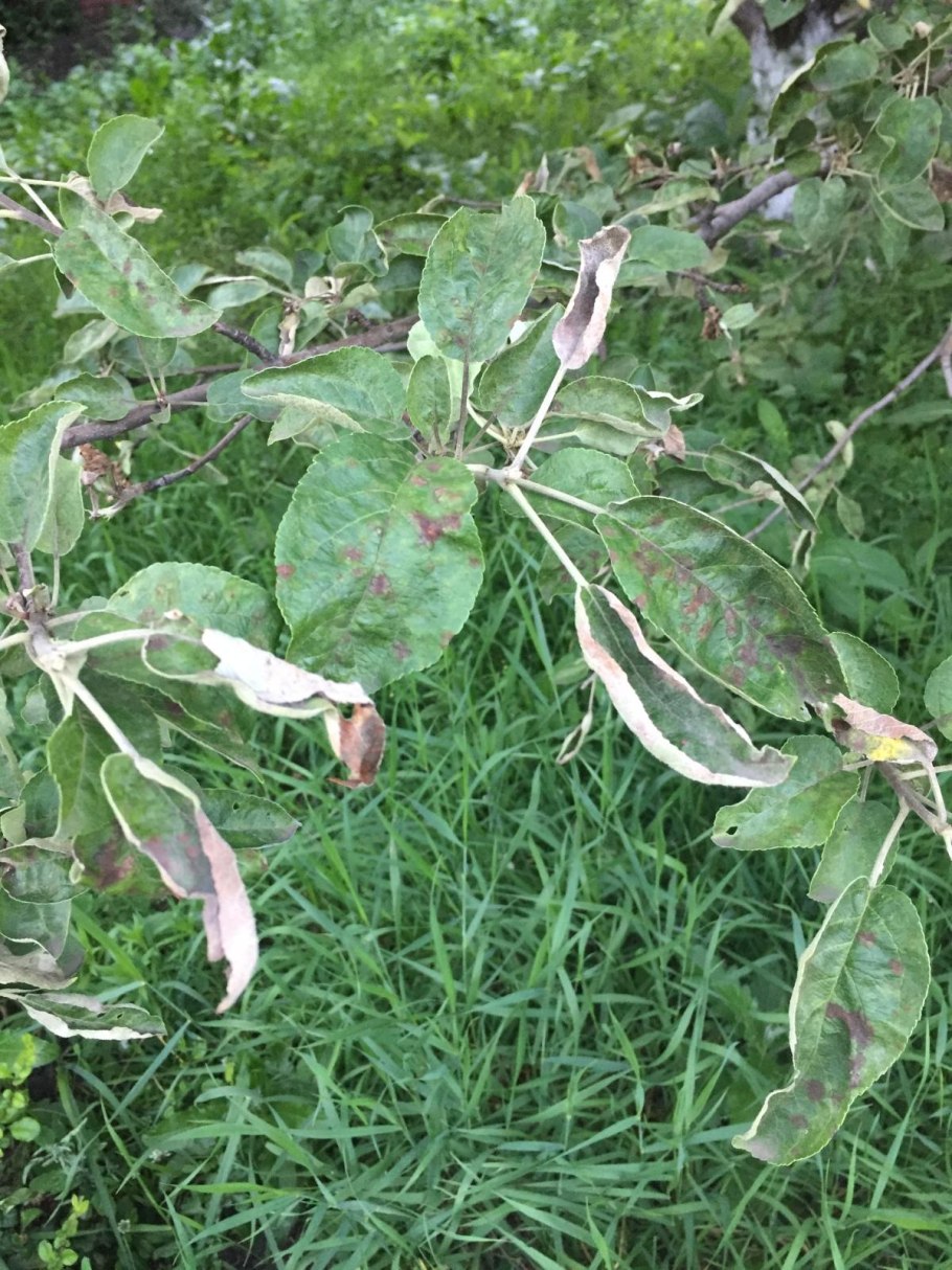 Парша яблони возбудитель