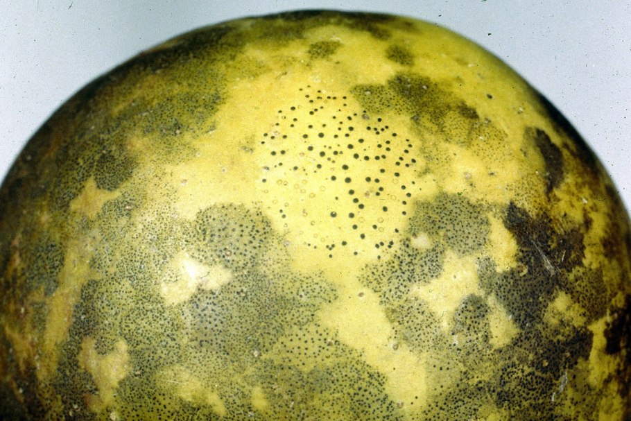 Ржавчина яблони Gymnosporangium tremelloides Hartig