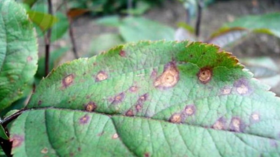 Эпифитотия панфитотия