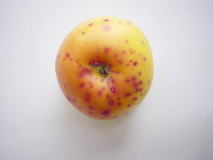 Кладоспориоз груши