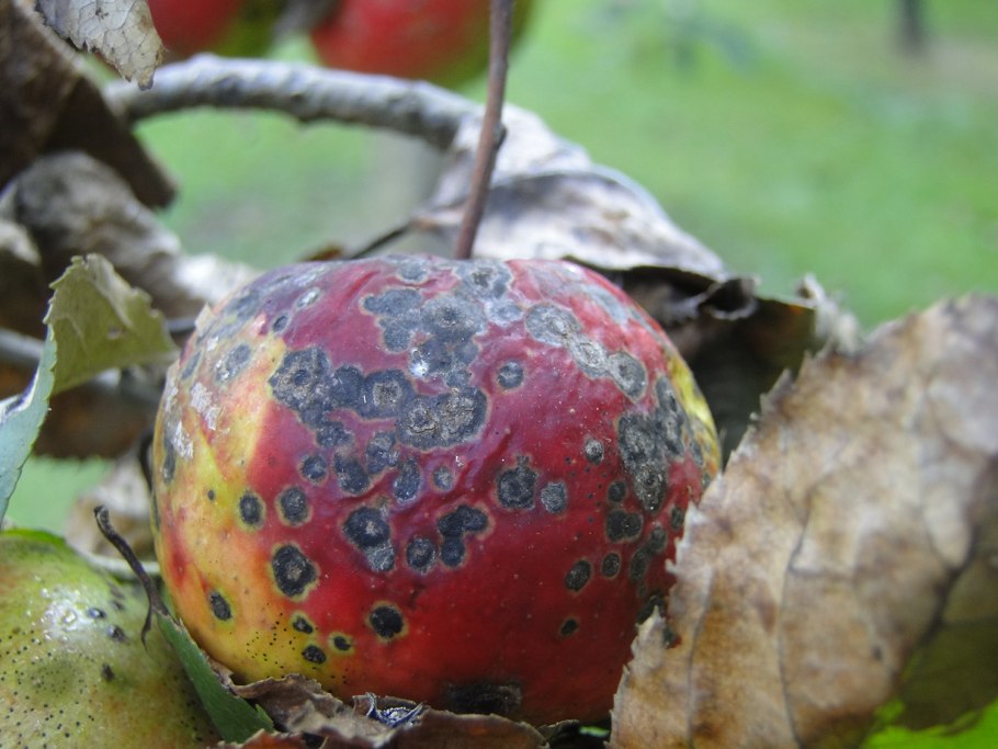 Плодовая гниль монилиоз яблони