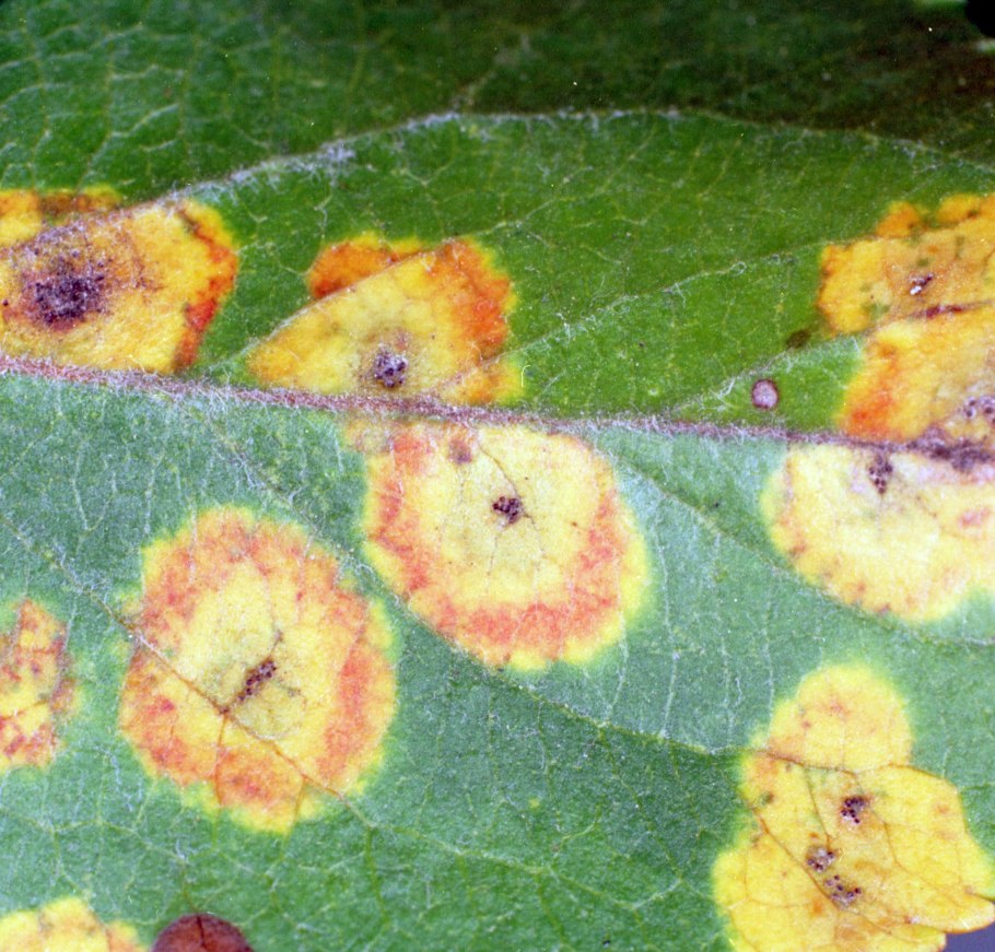 Красногалловая серая яблонная тля