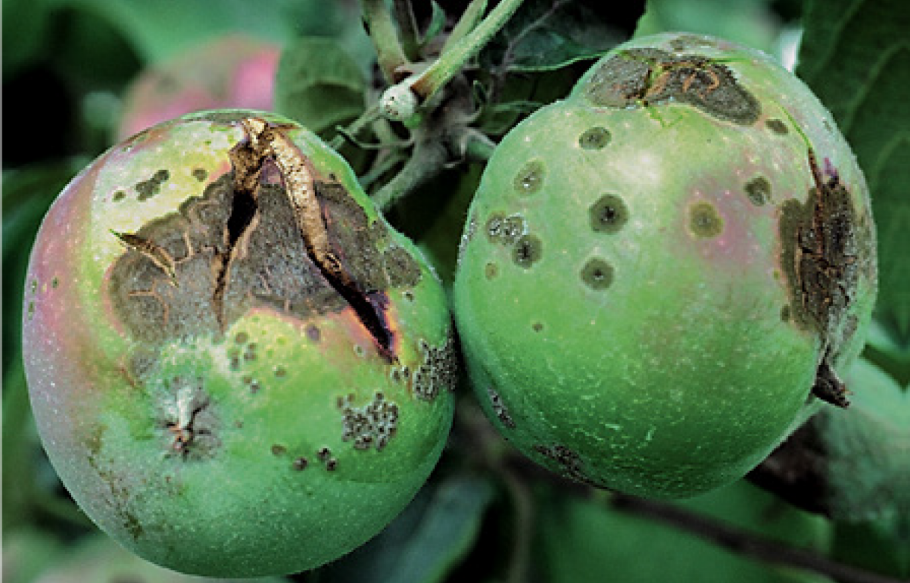 Яблоневая моль на яблоне