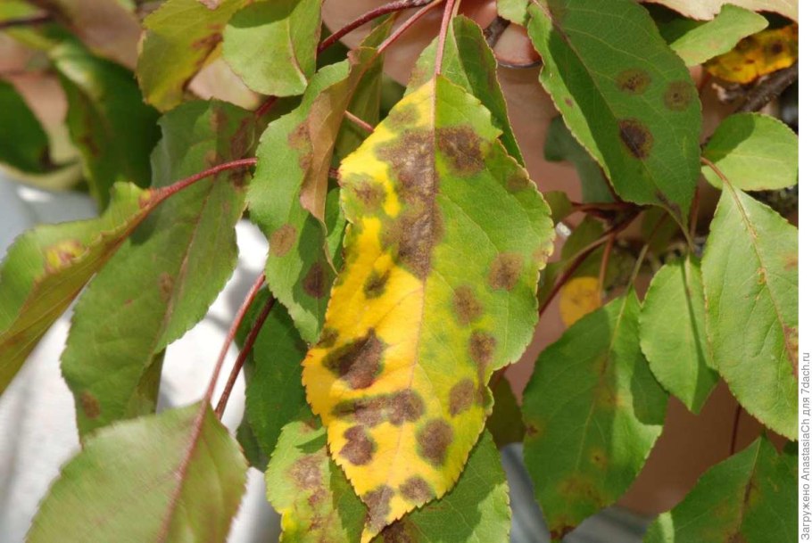 Парша на листьях яблони