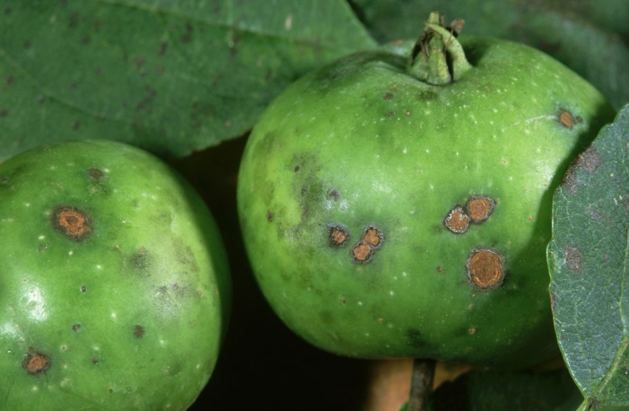 Парша плодов груши