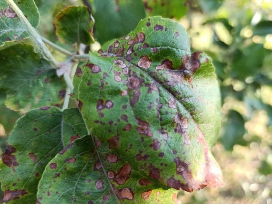 Парша листьев груши