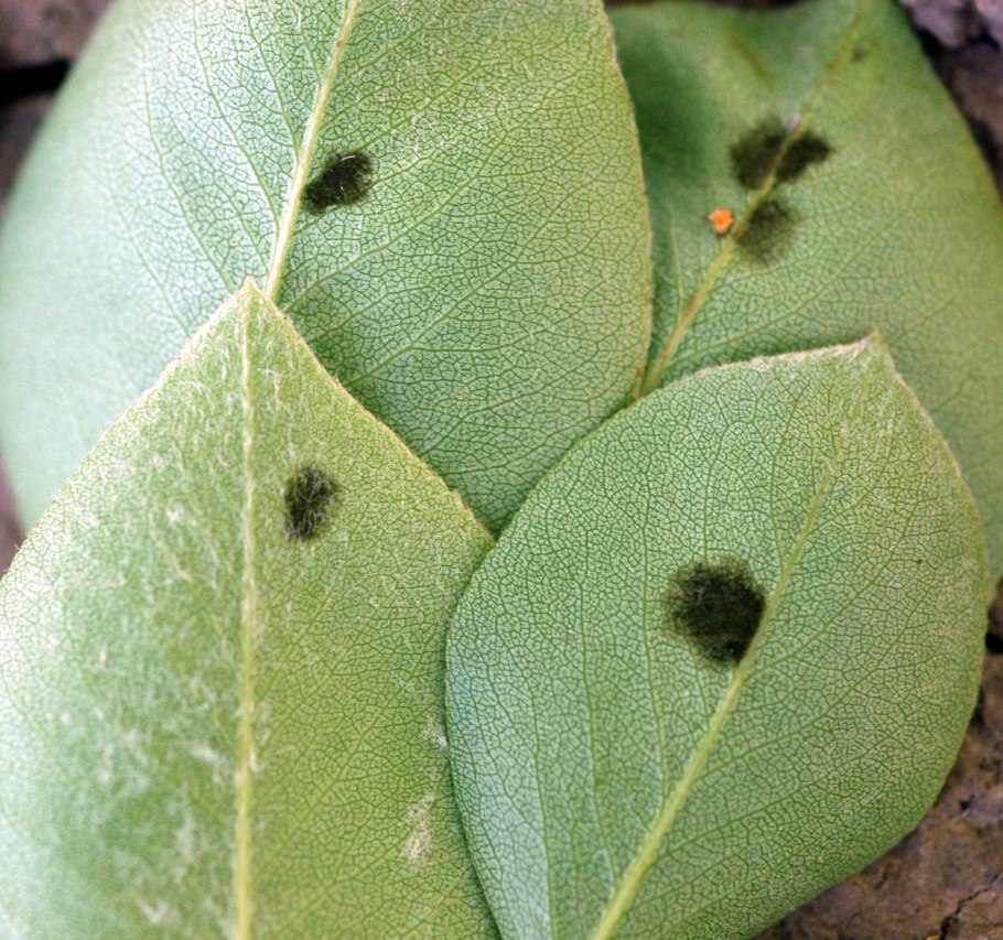 Бурая пятнистость плодов яблонь