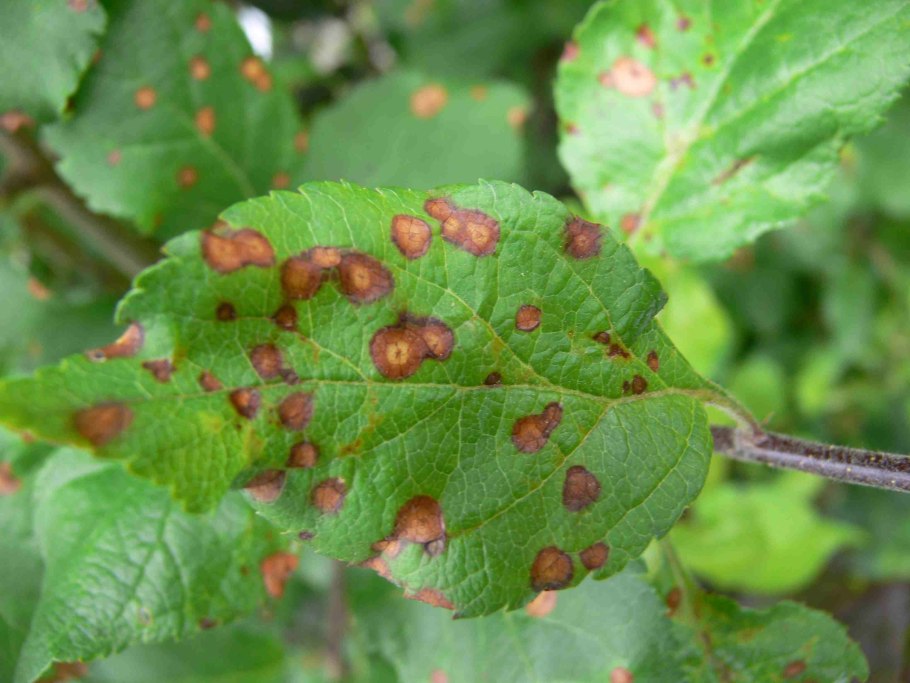 Сажистый грибок на яблоне