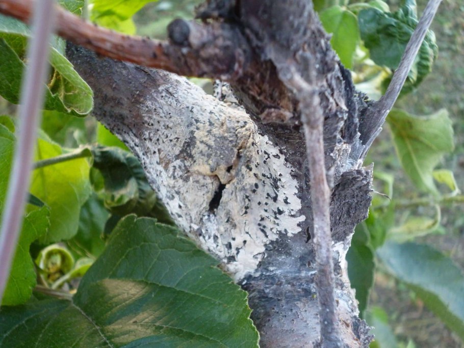 Яблоню ева одолела парша