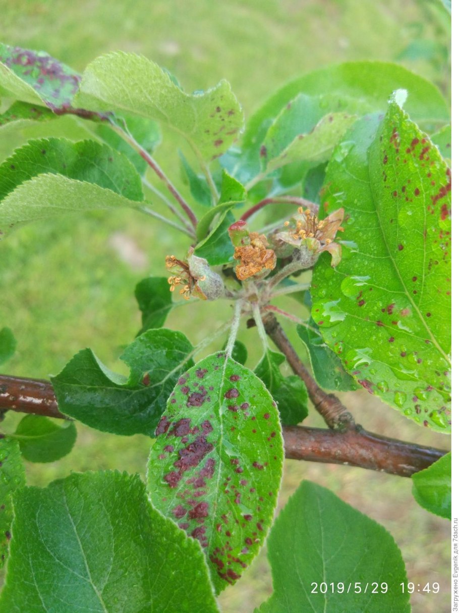 Бурая пятнистость Филлостиктоз яблони