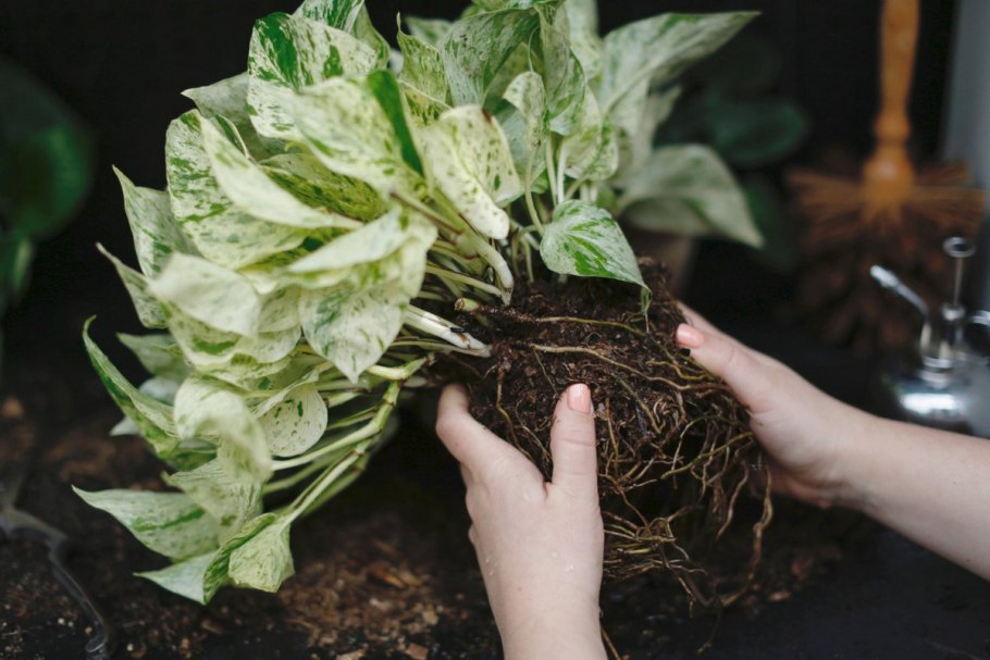 Эпипремнум Годзилла вариегатный