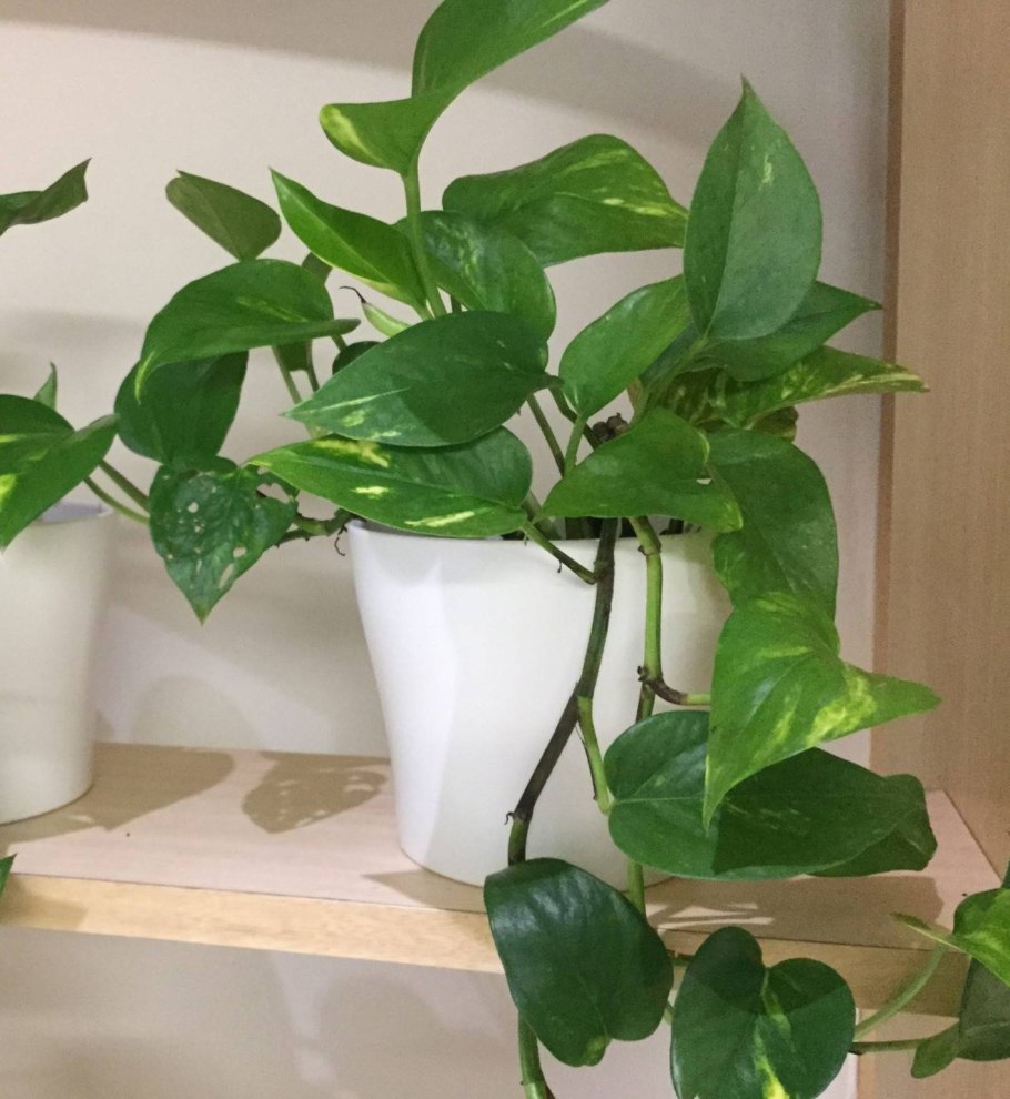 Сциндапсус Вьюн Лиана