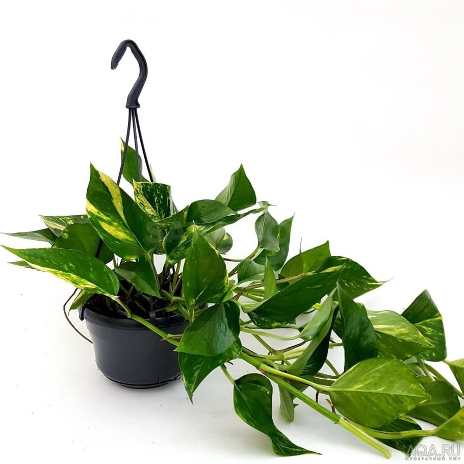 Сциндапсус себе Блю