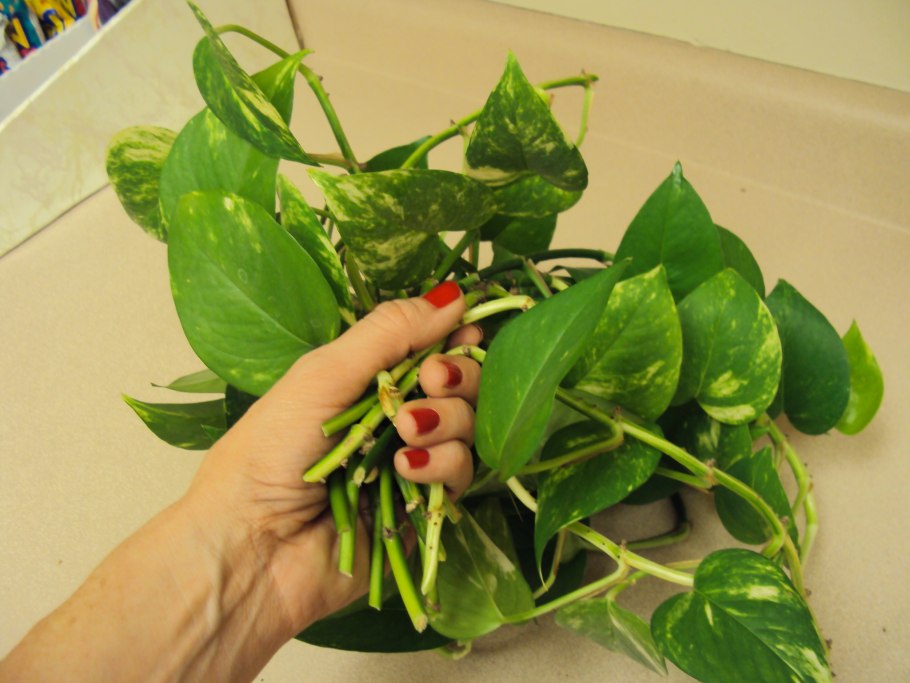 Сциндапсус Бразилия