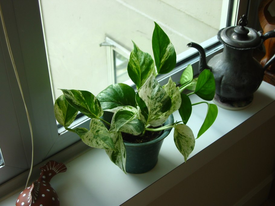 Лиана цветок сциндапсус