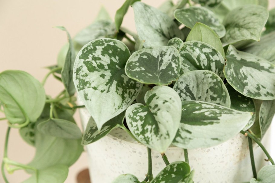 Эпипремнум Manjula