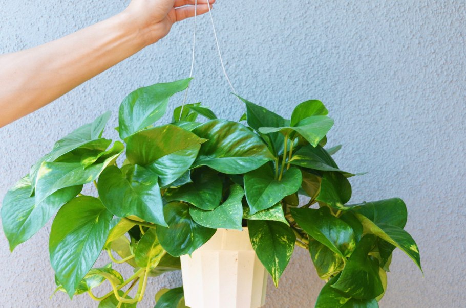 Сциндапсус Пиктус Сильвер Анна