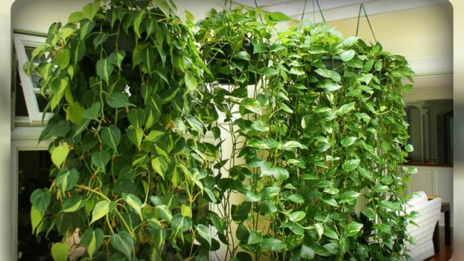 Сциндапсус обрезка