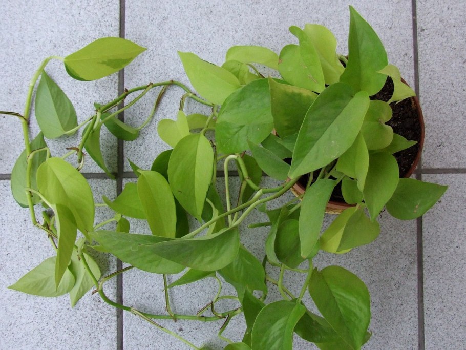 Сциндапсус Голден Квин