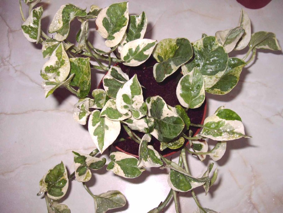 Сциндапсус pictus Argyraeus