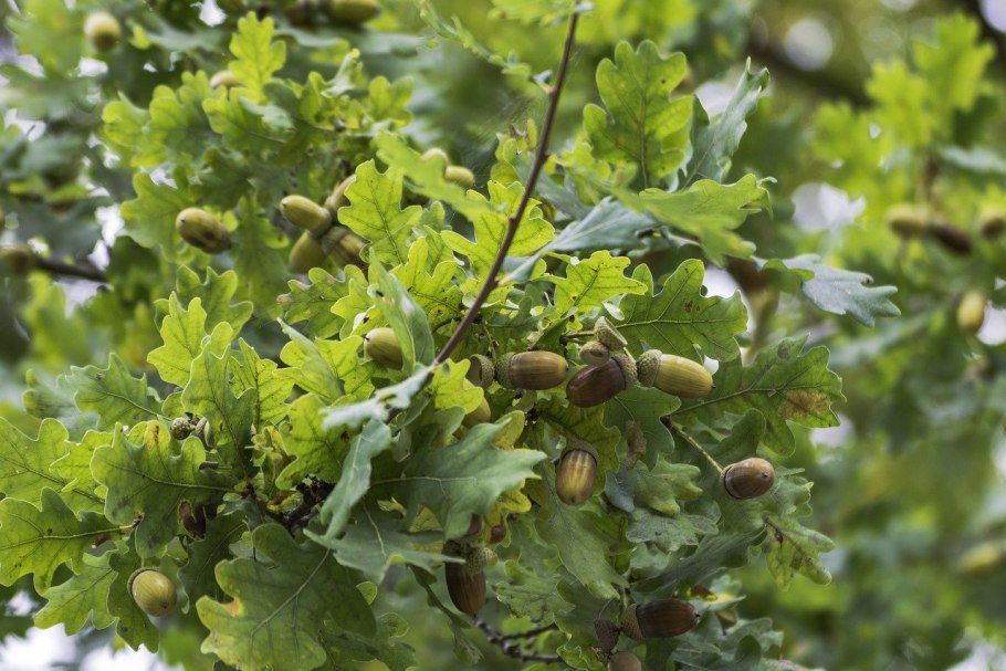 Дуб красный, Северный Quercus rubra