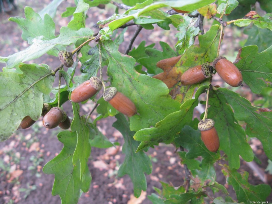 Дуб обыкновенный (Quercus Robur)