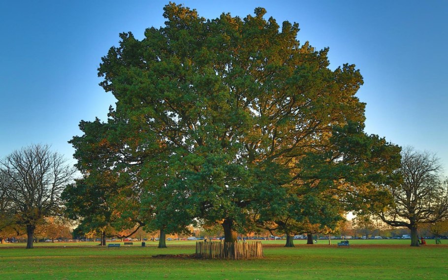 Дуб черешчатый (Quercus Robur l.)