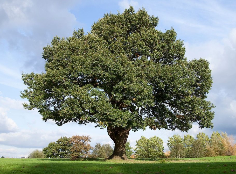 Quercus Robur 'cristata'