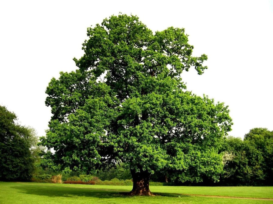 Quercus Robur 'pendula'
