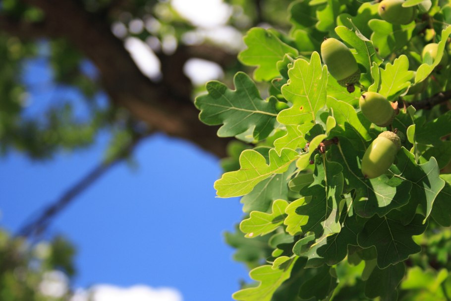 Дуб черешчатый (Quercus Robur)