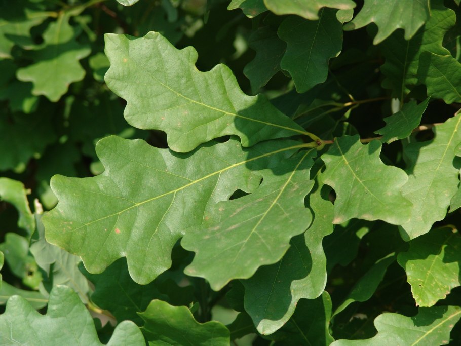Дуб черешчатый (Quercus Robur l.)