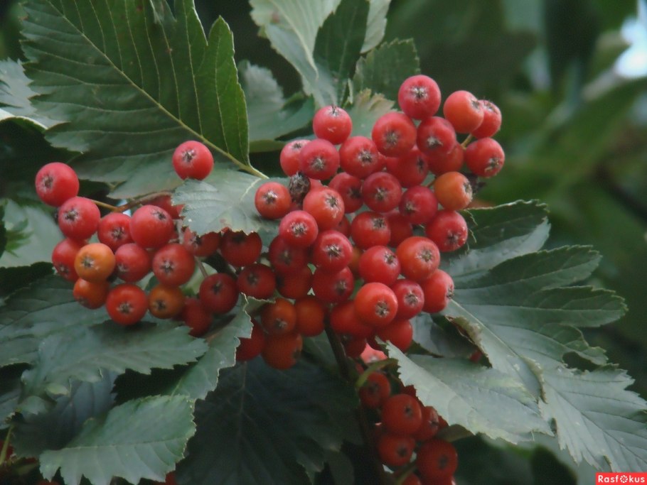 Crataegus nigra