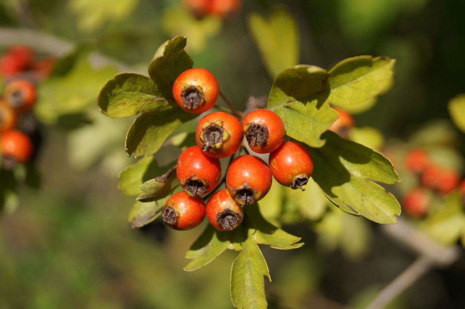 Crataegus pentagyna