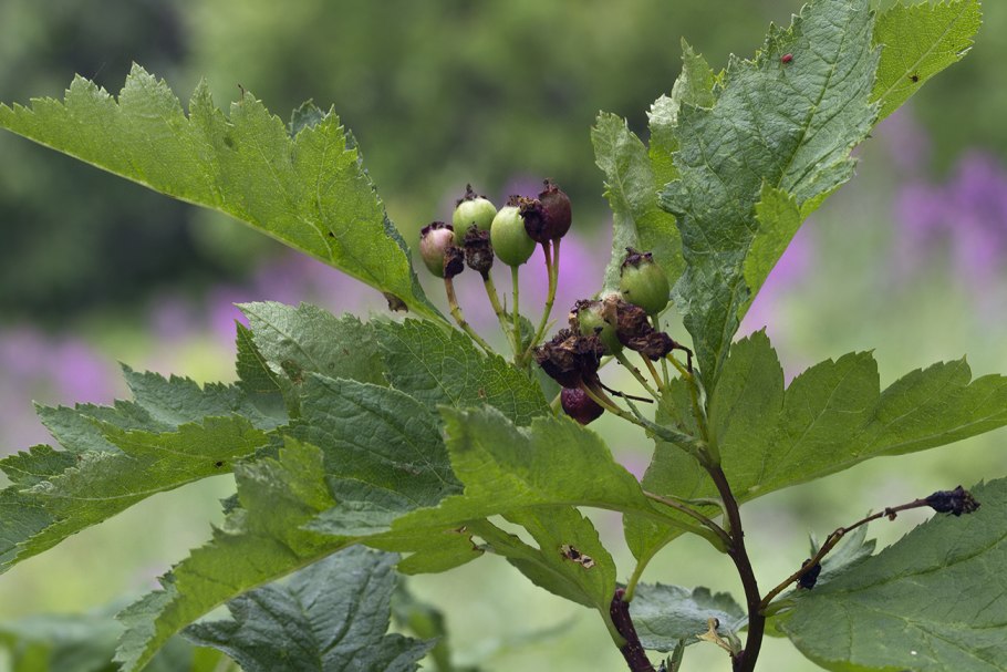 Боярышник Алмаатинский Crataegus almaatensis